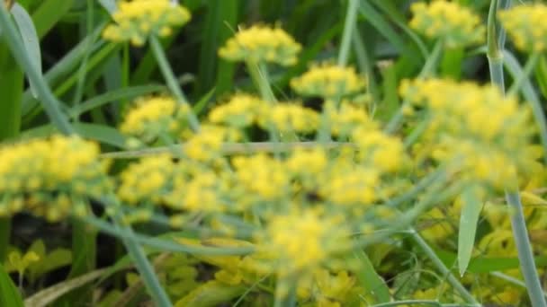 Macro Flor Amarela Close Com Folhas Verdes Redor Ruta Graveolens — Vídeo de Stock