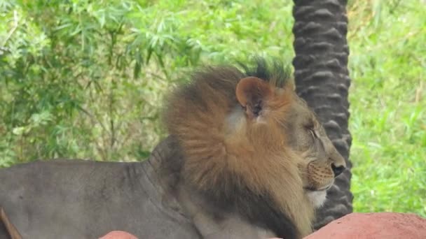 Λιοντάρι Και Λέαινα Ανοίγουν Στόμα Jungle Βασιλιάς Βρυχάται Λεπτομερή Θέα — Αρχείο Βίντεο