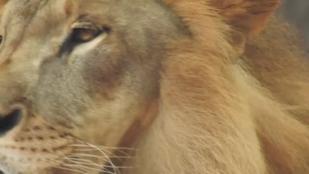 Lion Lionne Ouvrant Bouche Jungle Roi Rugissant Vue Détaillée Des — Video