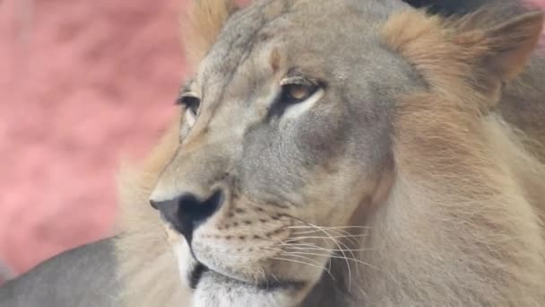Lew Lwica Otwierają Usta Król Dżungli Ryczący Szczegółowy Widok Zębów — Wideo stockowe