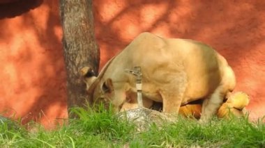Aslan ve Aslan Kız Mouth 'u açıyor. Orman kralı kükreyen ormandaki dişlerin detaylı görüntüsü. Aslanların başı, yakından ve detaylı. Aslanın kükremesi, Ngorongoro Muhafaza. Aslan kükreyen aslan