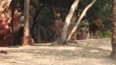 Aslan ve Aslan Kız Mouth 'u açıyor. Orman kralı kükreyen ormandaki dişlerin detaylı görüntüsü. Aslanların başı, yakından ve detaylı. Aslanın kükremesi, Ngorongoro Muhafaza. Aslan kükreyen aslan