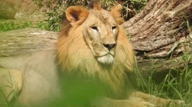 Aslan ve Aslan Kız Mouth 'u açıyor. Orman kralı kükreyen ormandaki dişlerin detaylı görüntüsü. Aslanların başı, yakından ve detaylı. Aslanın kükremesi, Ngorongoro Muhafaza. Aslan kükreyen aslan