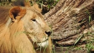 Aslan ve Aslan Kız Mouth 'u açıyor. Orman kralı kükreyen ormandaki dişlerin detaylı görüntüsü. Aslanların başı, yakından ve detaylı. Aslanın kükremesi, Ngorongoro Muhafaza. Aslan kükreyen aslan