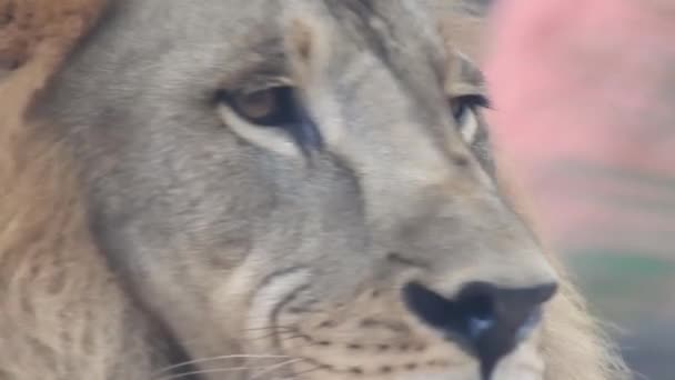 Lion Lionne Ouvrant Bouche Tête Lion Près Très Détaillée Rugissement — Video