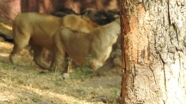 Лев Львица Открывают Рот Король Джунглей Ревущий Подробный Вид Зубов — стоковое видео