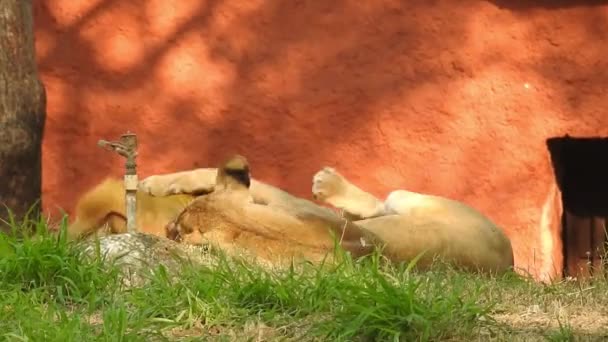 Lion Lioness Opening Mouth Lions Head Close Very Detailed Roar — Stock Video