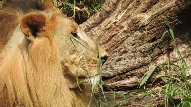 Lion Lioness Opening Mouth Jungle King Roaring Detailed View Teeth — Stock Video