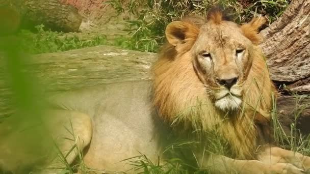 狮和狮女张嘴 狮子头 靠近一点 非常详细 狮子恩戈隆戈罗的怒吼 狮子坐着吼叫狮子 — 图库视频影像
