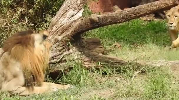 Löwe Und Löwin Öffnen Den Mund Löwenkopf Hautnah Und Sehr — Stockvideo