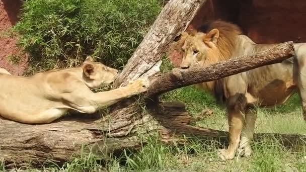 Lion Lioness Opening Mouth Jungle King Roaring Detailed View Teeth — Stock Video