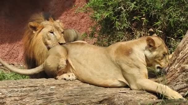 Λιοντάρι Και Λέαινα Ανοίγουν Στόμα Κεφαλή Λιονταριών Από Κοντά Και — Αρχείο Βίντεο