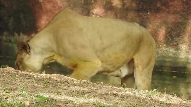 Λιοντάρι Και Λέαινα Ανοίγουν Στόμα Κεφαλή Λιονταριών Από Κοντά Και — Αρχείο Βίντεο