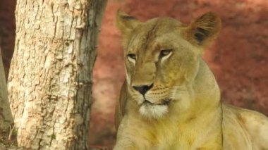 Aslan ve Aslan Kız Mouth 'u açıyor. Aslanların başı, yakından ve detaylı. Aslanın kükremesi, Ngorongoro Muhafaza. Aslan kükreyen aslan