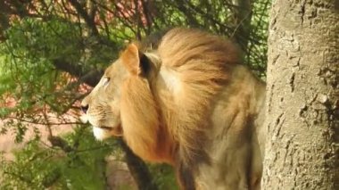 Aslan ve Aslan Kız Mouth 'u açıyor. Orman kralı kükreyen ormandaki dişlerin detaylı görüntüsü. Aslanların başı, yakından ve detaylı. Aslanın kükremesi, Ngorongoro Muhafaza. Aslan kükreyen aslan