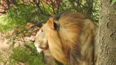 Küçük bir tepede gururla duran tek bir aslan, Afrika Aslanı, Panthera Aslanı, Burnunu yalayan Erkek, Kenya 'daki Masai Mara Parkı, Gerçek Zamanda. Kudretli Aslan hazır dişi aslanları izliyor.