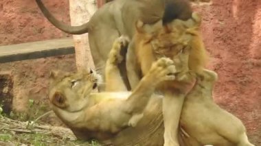 Küçük bir tepede gururla duran tek bir aslan, Afrika Aslanı, Panthera Aslanı, Burnunu yalayan Erkek, Kenya 'daki Masai Mara Parkı, Gerçek Zamanda. Kudretli Aslan hazır dişi aslanları izliyor.
