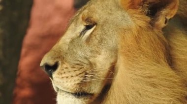 Küçük bir tepede gururla duran tek bir aslan, Afrika Aslanı, Panthera Aslanı, Burnunu yalayan Erkek, Kenya 'daki Masai Mara Parkı, Gerçek Zamanda. Kudretli Aslan hazır dişi aslanları izliyor.