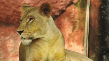 Küçük bir tepede gururla duran tek bir aslan, Afrika Aslanı, Panthera Aslanı, Burnunu yalayan Erkek, Kenya 'daki Masai Mara Parkı, Gerçek Zamanda. Kudretli Aslan hazır dişi aslanları izliyor.