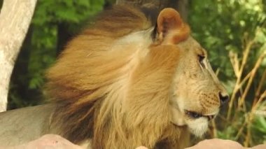 Küçük bir tepede gururla duran tek bir aslan, Afrika Aslanı, Panthera Aslanı, Burnunu yalayan Erkek, Kenya 'daki Masai Mara Parkı, Gerçek Zamanda. Kudretli Aslan hazır dişi aslanları izliyor.
