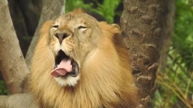 Küçük bir tepede gururla duran tek bir aslan, Afrika Aslanı, Panthera Aslanı, Burnunu yalayan Erkek, Kenya 'daki Masai Mara Parkı, Gerçek Zamanda. Kudretli Aslan hazır dişi aslanları izliyor.