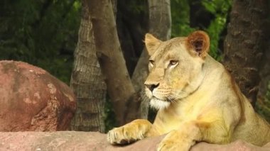 Küçük bir tepede gururla duran tek bir aslan, Afrika Aslanı, Panthera Aslanı, Burnunu yalayan Erkek, Kenya 'daki Masai Mara Parkı, Gerçek Zamanda. Kudretli Aslan hazır dişi aslanları izliyor.