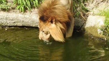 Küçük bir tepede gururla duran tek bir aslan, Afrika Aslanı, Panthera Aslanı, Burnunu yalayan Erkek, Kenya 'daki Masai Mara Parkı, Gerçek Zamanda. Kudretli Aslan hazır dişi aslanları izliyor.