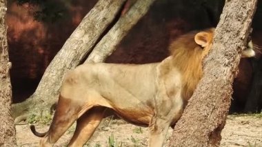 Küçük bir tepede gururla duran tek bir aslan, Afrika Aslanı, Panthera Aslanı, Burnunu yalayan Erkek, Kenya 'daki Masai Mara Parkı, Gerçek Zamanda. Kudretli Aslan hazır dişi aslanları izliyor.