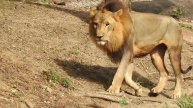 Küçük bir tepede gururla duran tek bir aslan, Afrika Aslanı, Panthera Aslanı, Burnunu yalayan Erkek, Kenya 'daki Masai Mara Parkı, Gerçek Zamanda. Kudretli Aslan hazır dişi aslanları izliyor.