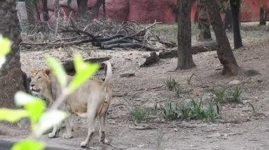 Kameraya bakan yakın plan aslan; Orman Kralı Lon oturuyor ve detaylı görüntüde kameraya doğru bakıyor. Aslan görünümlü asil ayaklı, yakın çekim fotoğrafçılık. Orman Kralı Doğadaki Aslan, Aslan Kral izole 