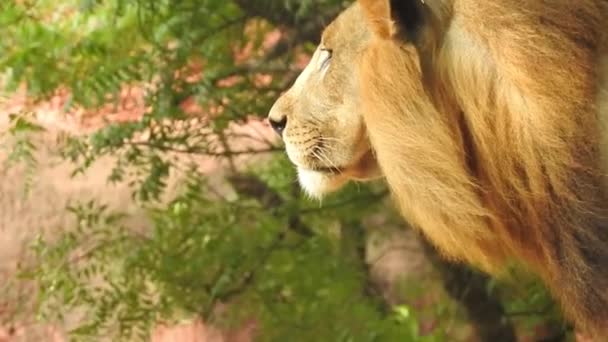 Lejonet Och Lejoninnan Öppnar Munnen Djungel Kung Rytande Detaljerad Bild — Stockvideo