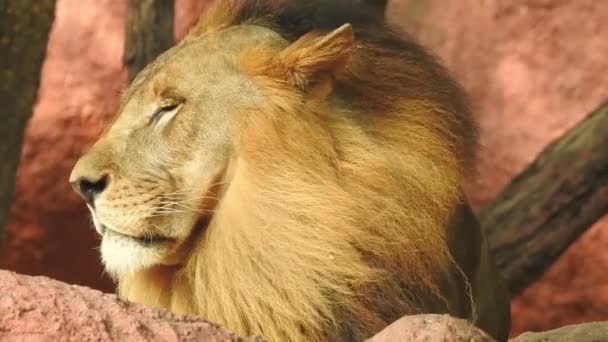 Ein Einzelner Löwe Der Stolz Auf Einem Kleinen Hügel Steht — Stockvideo