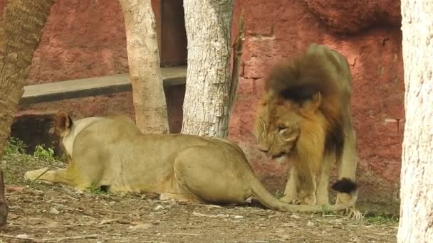 小さな丘 アフリカライオン パンサレオ 鼻を舐める男性 ケニアのマサイ マラ公園 リアルタイムで誇らしげに立っているシングルライオン 準備ができているライオンを見てマイティライオン — ストック動画
