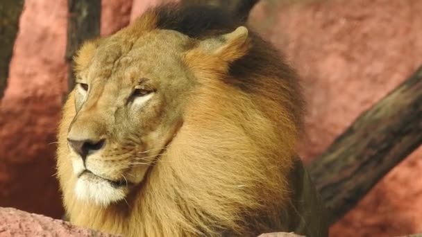 Jeden Lev Hrdě Stojí Malém Kopci Africký Lev Panthera Leo — Stock video
