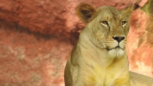 Leu Singur Căutarea Regal Picioare Mândrie Deal Mic Leul African — Videoclip de stoc