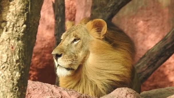 Single Lion Looking Regal Standing Proudly Small Hill African Lion — Stock Video