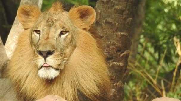 Singel Lejon Ser Kunglig Står Stolt Liten Kulle Afrikanska Lejon — Stockvideo