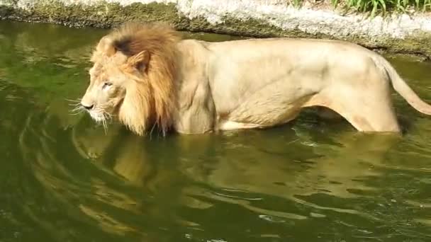 小さな丘 アフリカライオン パンサレオ 鼻を舐める男性 ケニアのマサイ マラ公園 リアルタイムで誇らしげに立っているシングルライオン 準備ができているライオンを見てマイティライオン — ストック動画