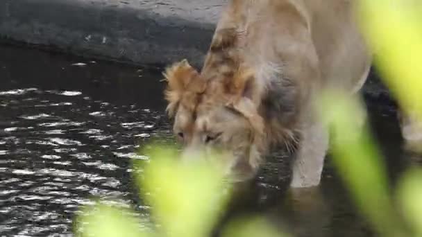 Pojedynczy Lew Wyglądający Królewskiego Stojącego Dumnie Małym Wzgórzu African Lion — Wideo stockowe