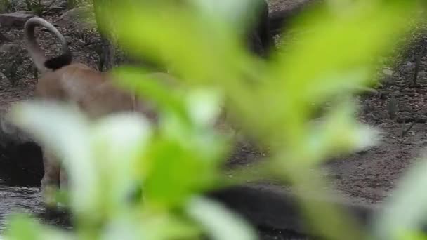 Singa Closeup Melihat Kamera Jungle King Lon Duduk Dan Melihat — Stok Video