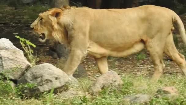 Detailní Záběr Lva Kameru Jungle King Lon Sedí Dívá Kameru — Stock video