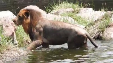 Kameraya bakan yakın plan aslan; Orman Kralı Lon oturuyor ve detaylı görüntüde kameraya doğru bakıyor. Aslan görünümlü asil ayaklı, yakın çekim fotoğrafçılık. Orman Kralı Doğadaki Aslan, Aslan Kral izole 