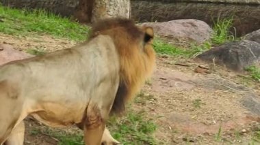 Kameraya bakan yakın plan aslan; Orman Kralı Lon oturuyor ve detaylı görüntüde kameraya doğru bakıyor. Aslan görünümlü asil ayaklı, yakın çekim fotoğrafçılık. Orman Kralı Doğadaki Aslan, Aslan Kral izole 
