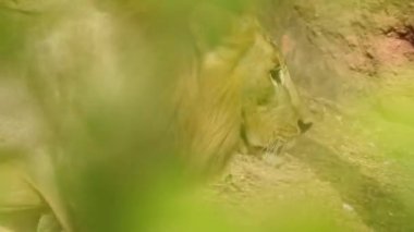 Kameraya bakan yakın plan aslan; Orman Kralı Lon oturuyor ve detaylı görüntüde kameraya doğru bakıyor. Aslan görünümlü asil ayaklı, yakın çekim fotoğrafçılık. Orman Kralı Doğadaki Aslan, Aslan Kral izole 