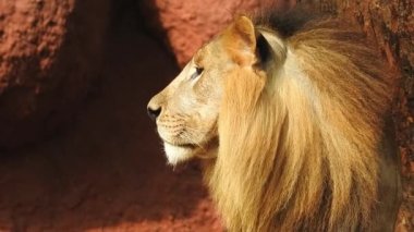 Kameraya bakan yakın plan aslan; Orman Kralı Lon oturuyor ve detaylı görüntüde kameraya doğru bakıyor. Aslan görünümlü asil ayaklı, yakın çekim fotoğrafçılık. Orman Kralı Doğadaki Aslan, Aslan Kral izole 