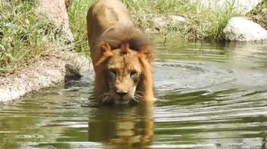 Kameraya bakan yakın plan aslan; Orman Kralı Lon oturuyor ve detaylı görüntüde kameraya doğru bakıyor. Aslan görünümlü asil ayaklı, yakın çekim fotoğrafçılık. Orman Kralı Doğadaki Aslan, Aslan Kral izole 