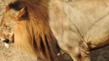 Kameraya bakan yakın plan aslan; Orman Kralı Lon oturuyor ve detaylı görüntüde kameraya doğru bakıyor. Aslan görünümlü asil ayaklı, yakın çekim fotoğrafçılık. Orman Kralı Doğadaki Aslan, Aslan Kral izole 