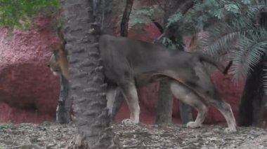 Kameraya bakan yakın plan aslan; Orman Kralı Lon oturuyor ve detaylı görüntüde kameraya doğru bakıyor. Aslan görünümlü asil ayaklı, yakın çekim fotoğrafçılık. Orman Kralı Doğadaki Aslan, Aslan Kral izole 