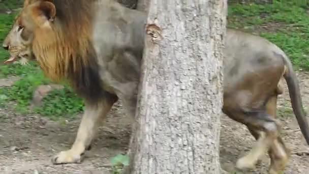 Närbild Lejon Tittar Till Kameran Jungle King Lon Sitter Och — Stockvideo