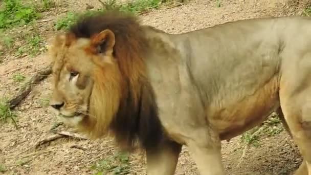 카메라를 Jungle King Lon 은앉아서 시야로 카메라를 바라본다 사자가 모습을 — 비디오